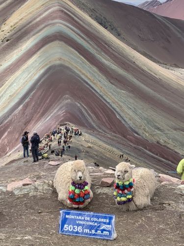 Alpacas at Rainbow Mountain 